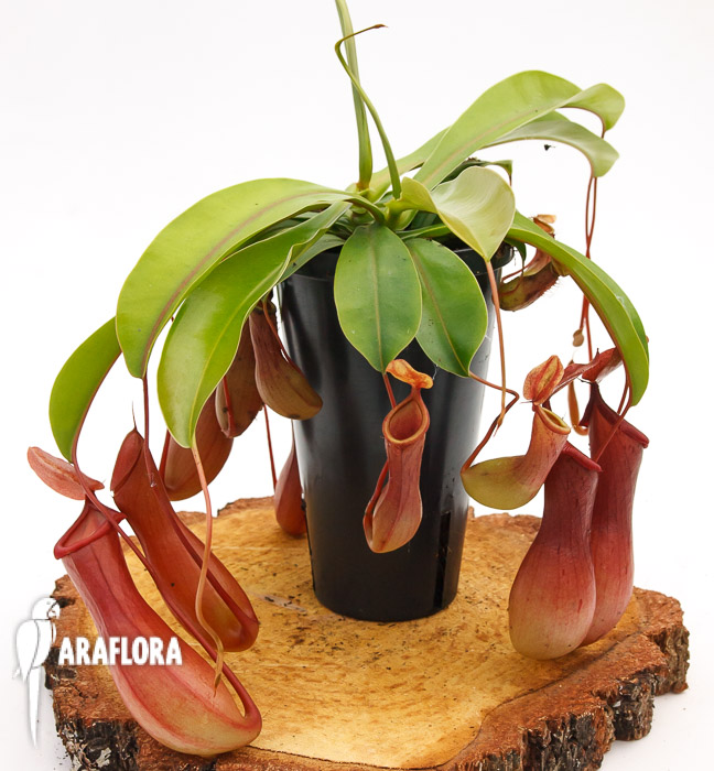 Nepenthes x ventrata ‘L’