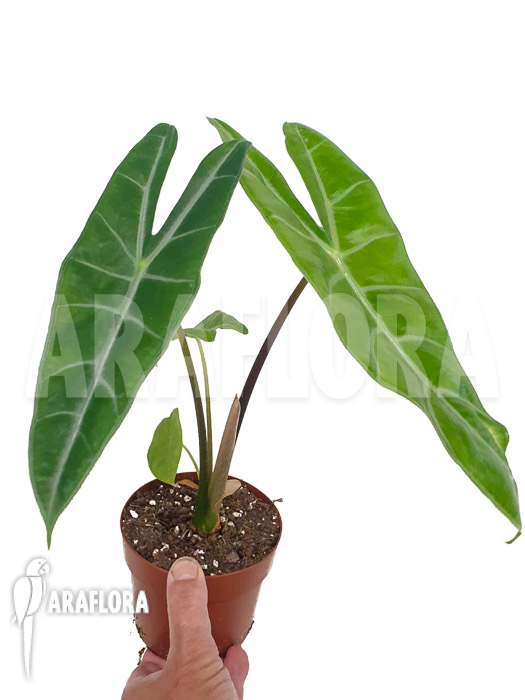 Philodendron longiloba