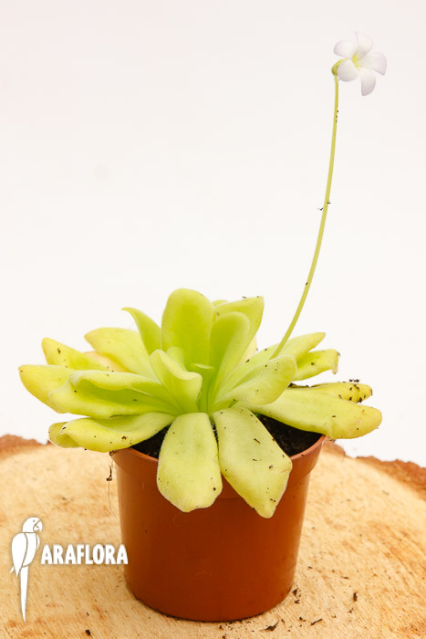 Pinguicula agnata