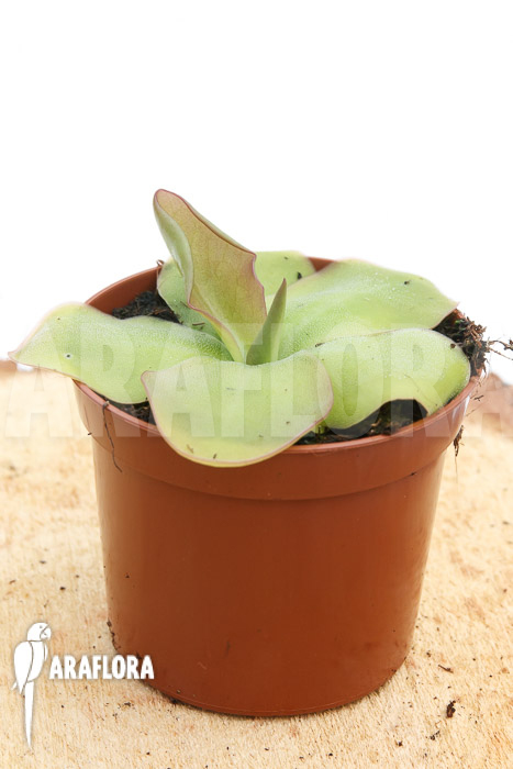 Pinguicula species Guatamala