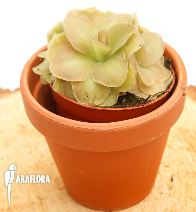 Pinguicula x ‘Weser’