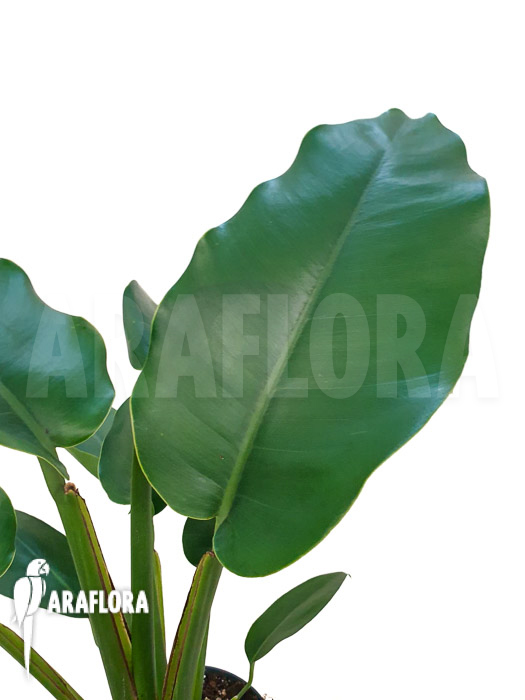 Rhaphidophora megaphylla