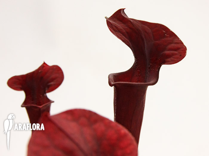 Sarracenia flava var. Rubricorpora