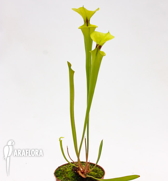 Sarracenia flava var. Rugelii