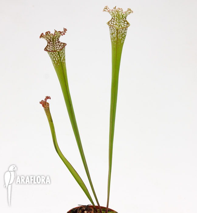 Sarracenia leucophylla