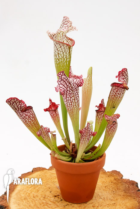 Sarracenia leucophylla ‘Red mouth’