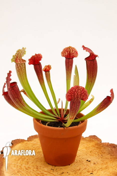 Sarracenia x ‘Fiona’