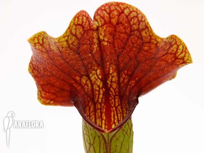 Sarracenia x ‘Ray’