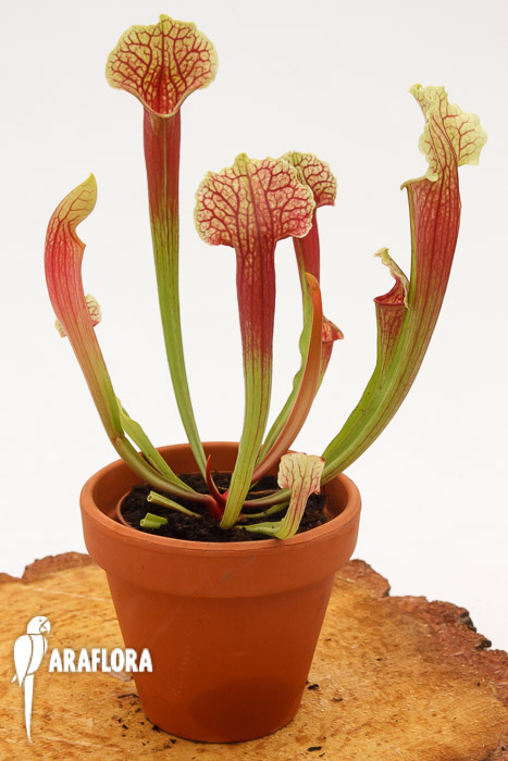 Sarracenia x ‘Smoorii’