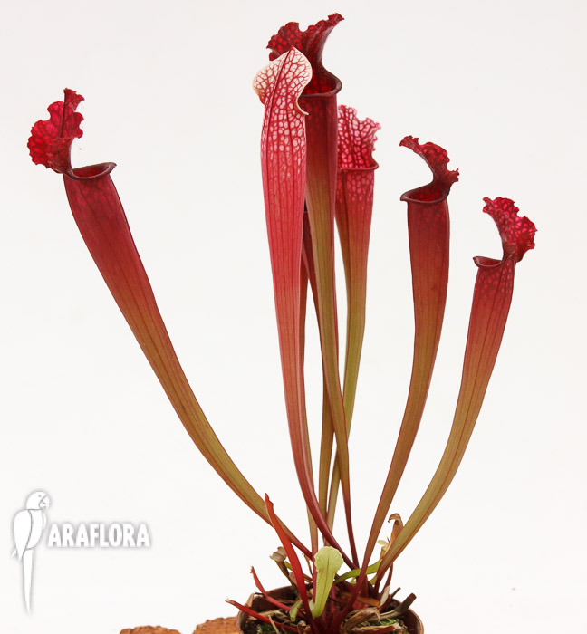 Sarracenia x ‘Stephensii’