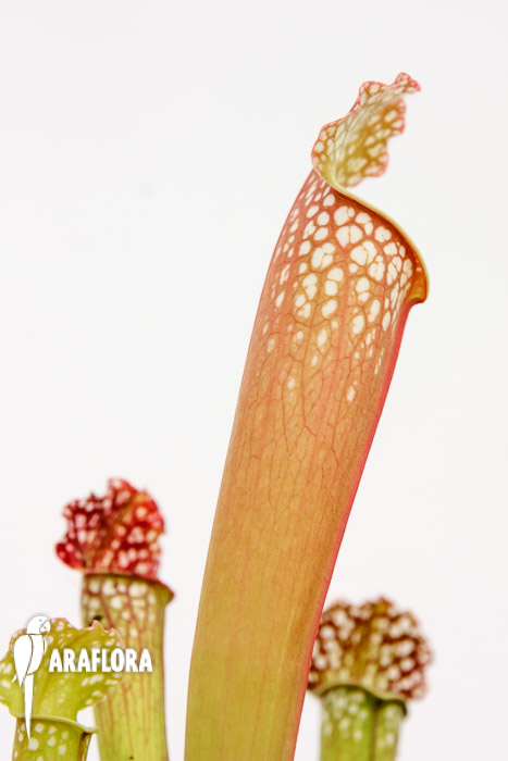Sarracenia x farnhamii hybrid