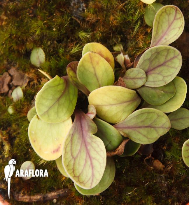 Utricularia calycifida