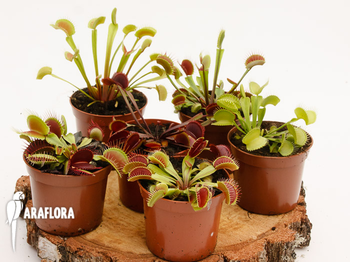 Venusvliegenval Dionaea mix 6x