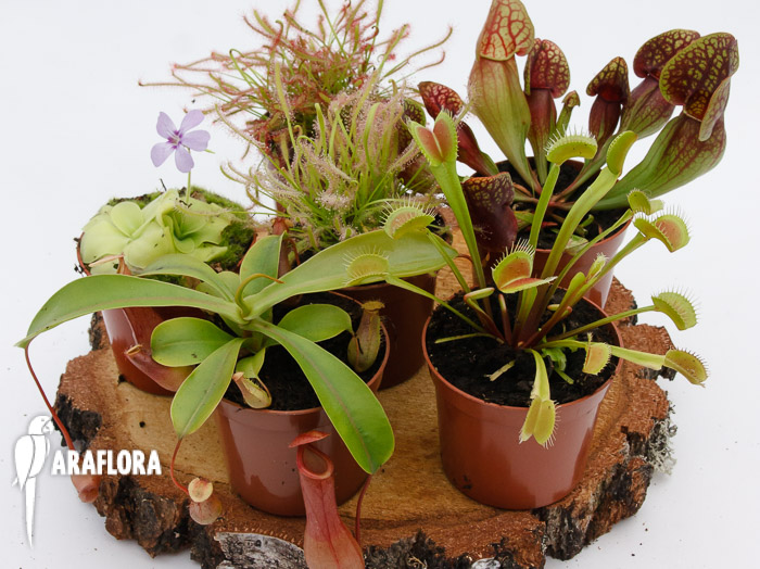 Vleesetende planten mix 6x groot