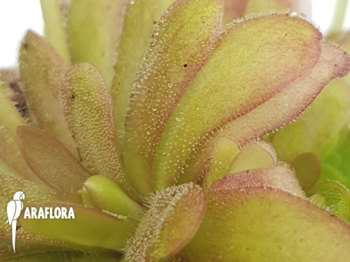 Pinguicula-emarginata-red-x-gypsicola-1