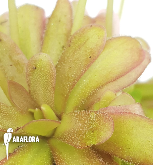 Pinguicula-emarginata-red-x-gypsicola-2