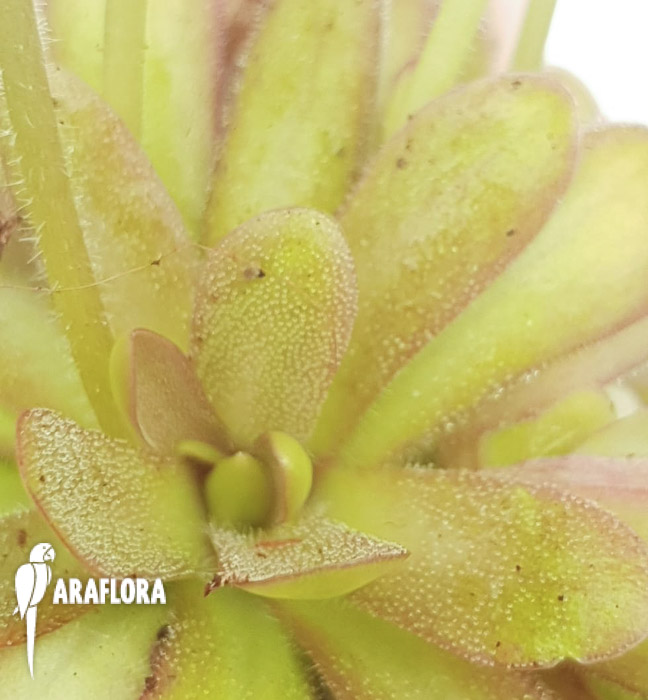 Pinguicula-emarginata-red-x-gypsicola-4