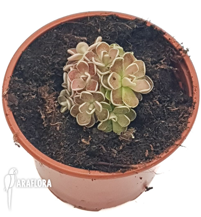 Pinguicula-kondoi-2