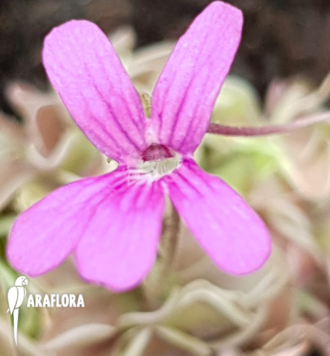 Pinguicula-kondoi-5