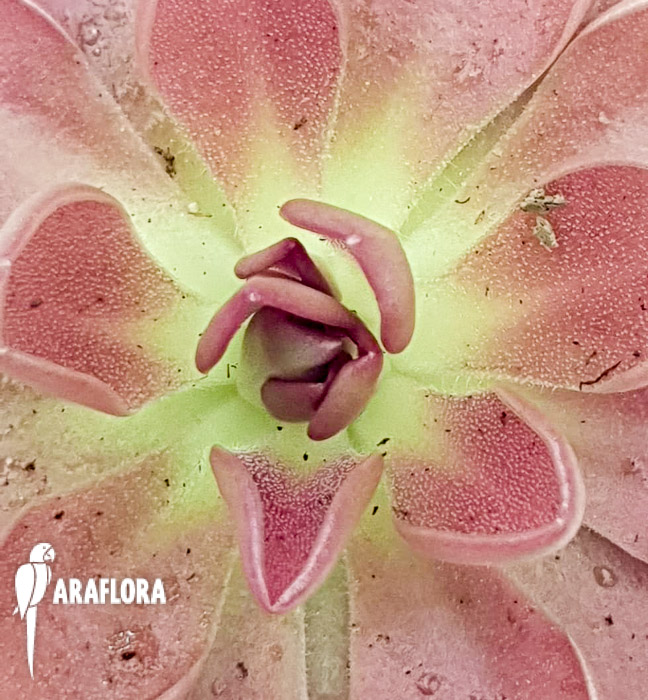 Pinguicula-moranensis-var-rosea-5