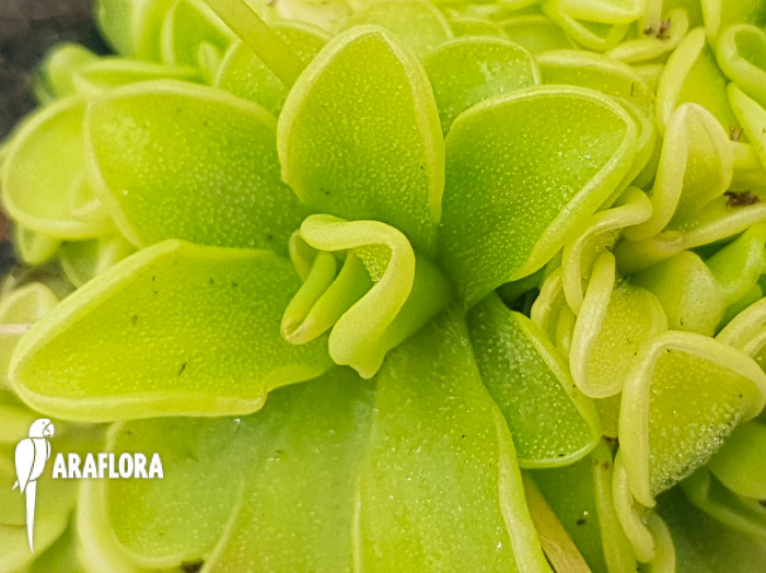 Pinguicula-rotundiflora-x-emarginata-1