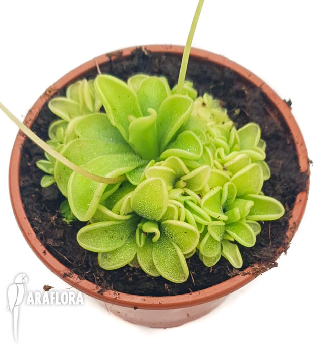 Pinguicula-rotundiflora-x-emarginata-2