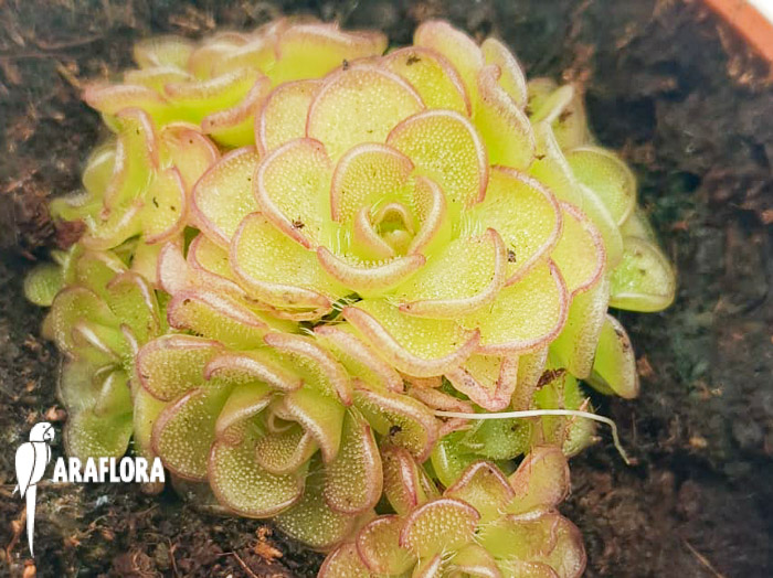 Pinguicula-rotundiflora-x-gracilis-1