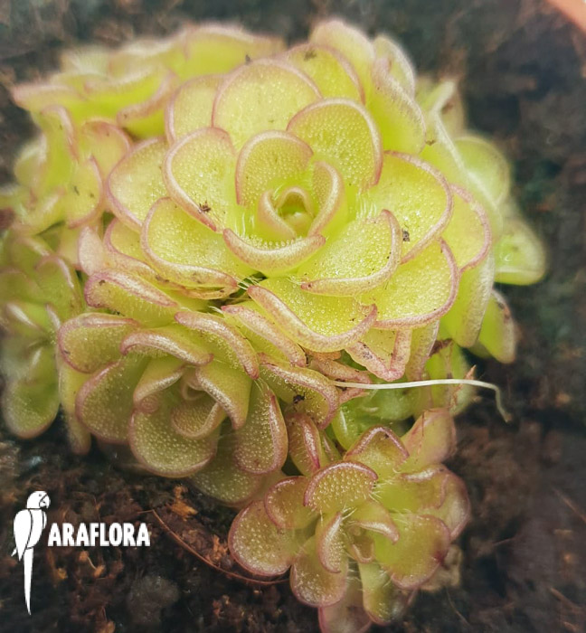 Pinguicula-rotundiflora-x-gracilis-3