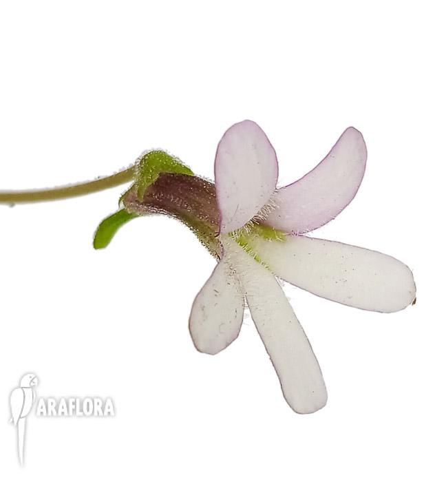 Pinguicula x &lsquo;Aphrodite&rsquo;