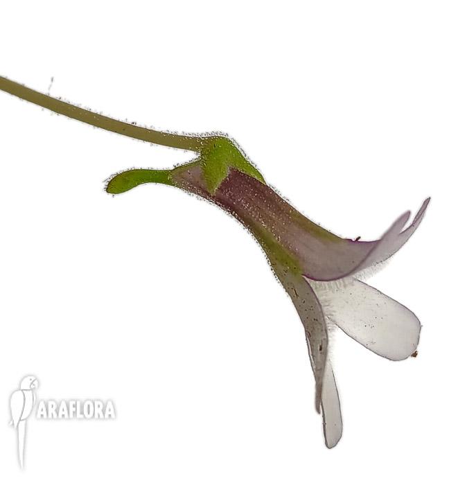 Pinguicula x &lsquo;Aphrodite&rsquo;3