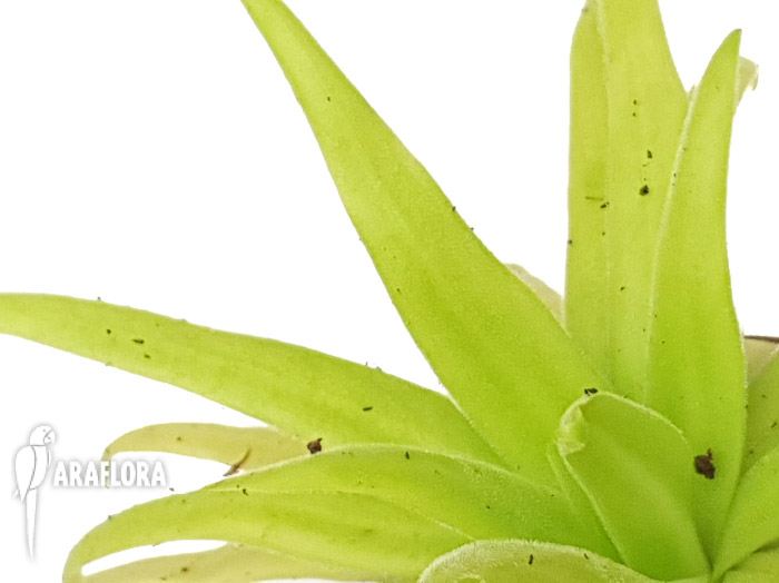 Pinguicula-x-aphrodite-b-1