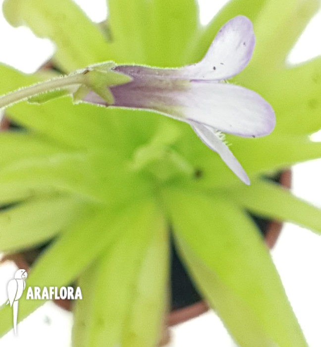 Pinguicula-x-aphrodite-b-5