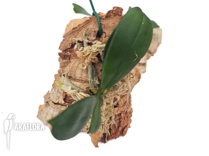 Aerangis bouarensis 1