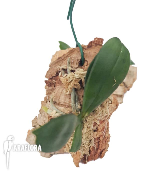 Aerangis bouarensis 4