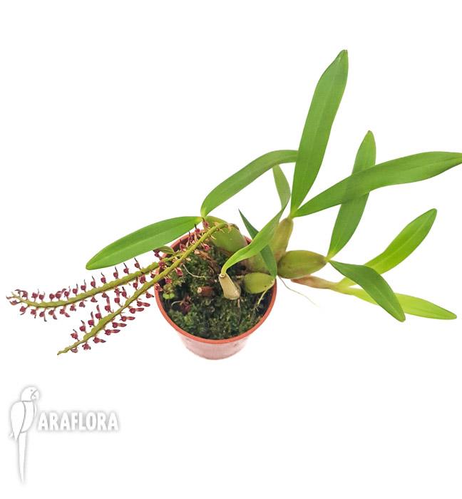 Bulbophyllum aff. falcatum mini 2