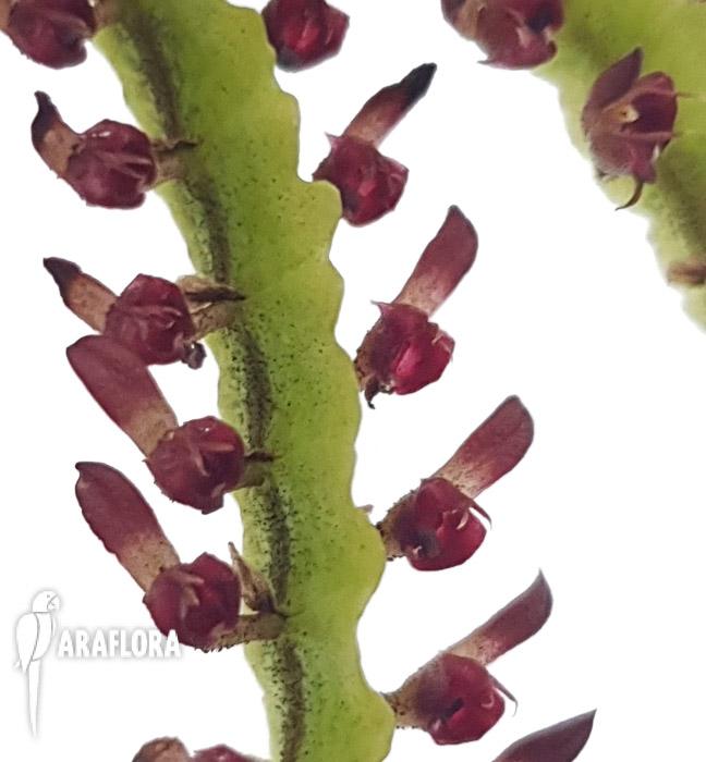 Bulbophyllum aff. falcatum mini 5