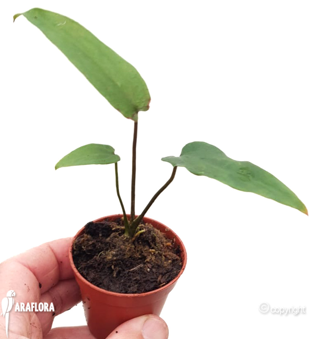 Cyrtosperma giganteum-6