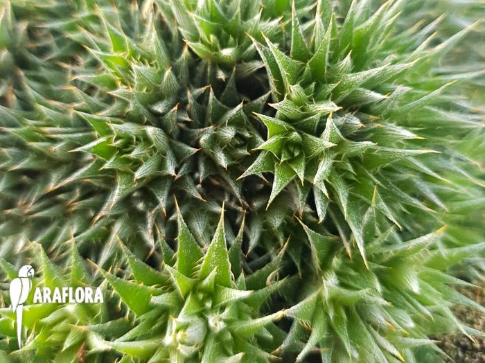 Deuterocohnia brevifolia 1