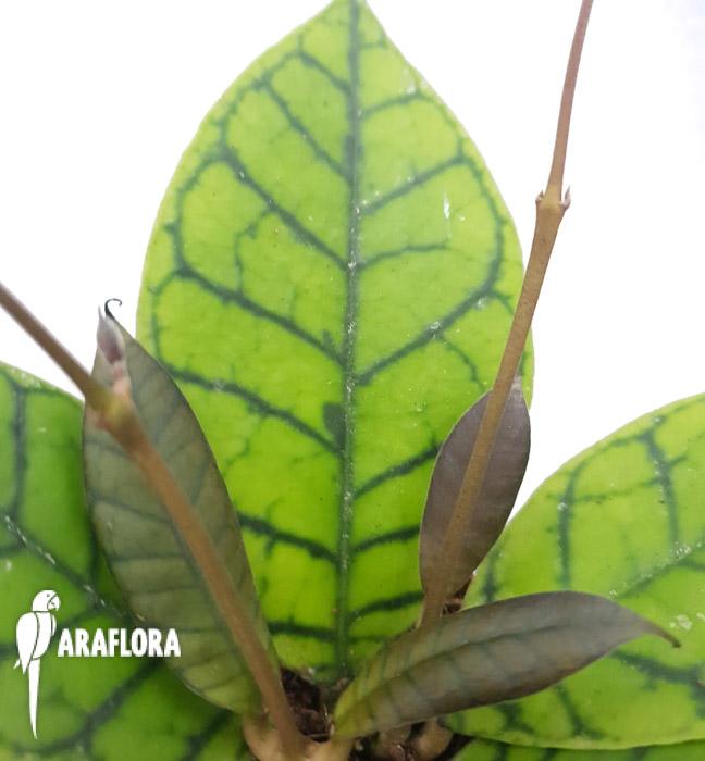 Hoya callistophylla3