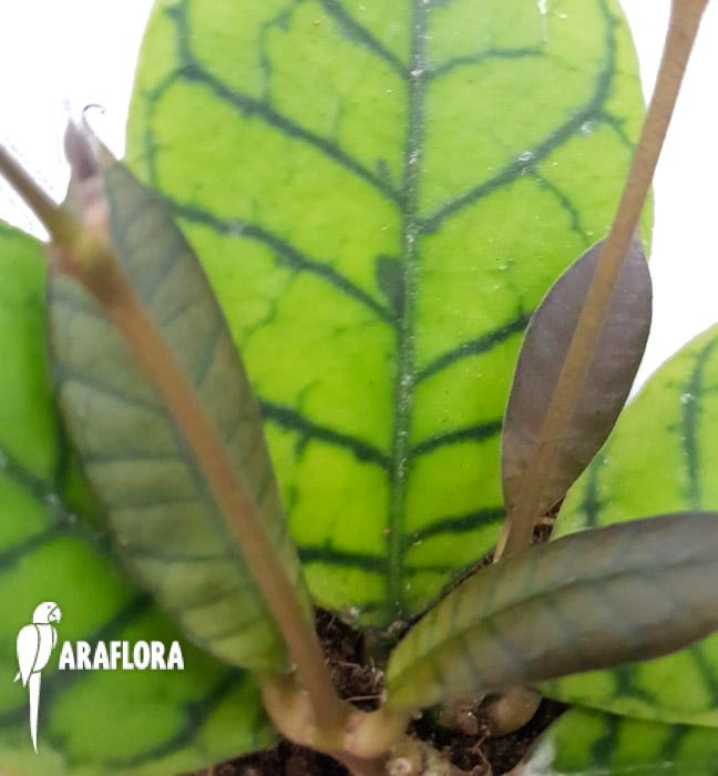 Hoya callistophylla5