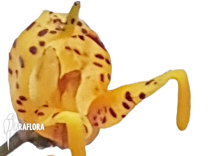 Masdevalllia polysticta yellow 1