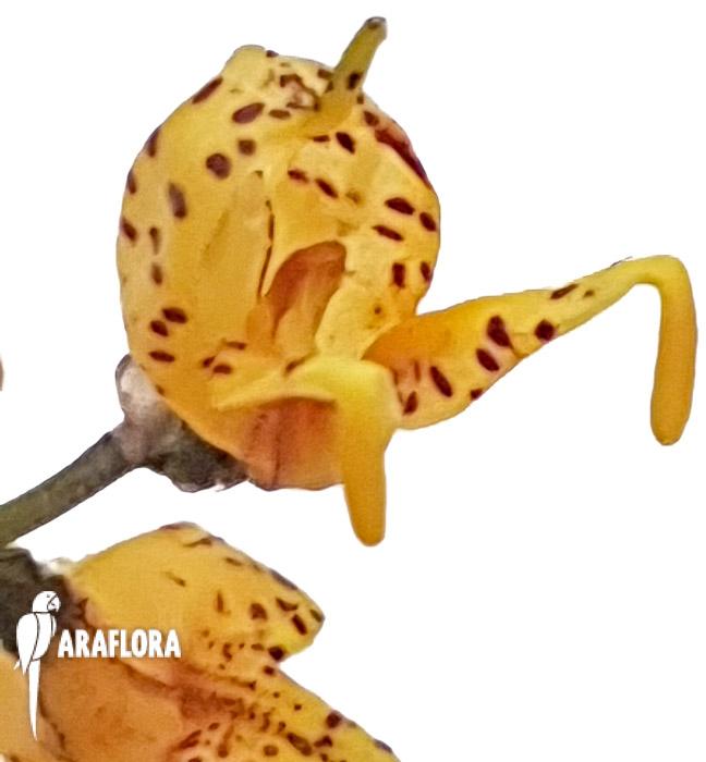 Masdevalllia polysticta yellow 6