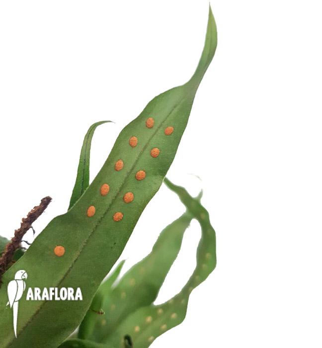 Microgramma sp &lsquo;Costa rica&rsquo;-2