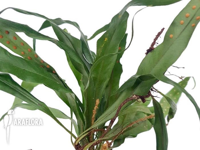 Microgramma sp &lsquo;Costa rica&rsquo;-7