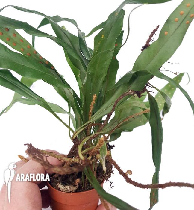 Microgramma sp &lsquo;Costa rica&rsquo;