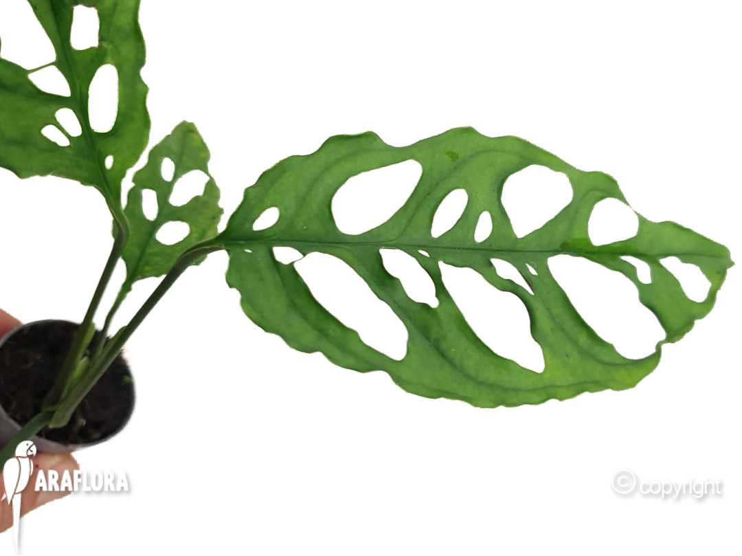 Monstera oblique ‘Peru’-1