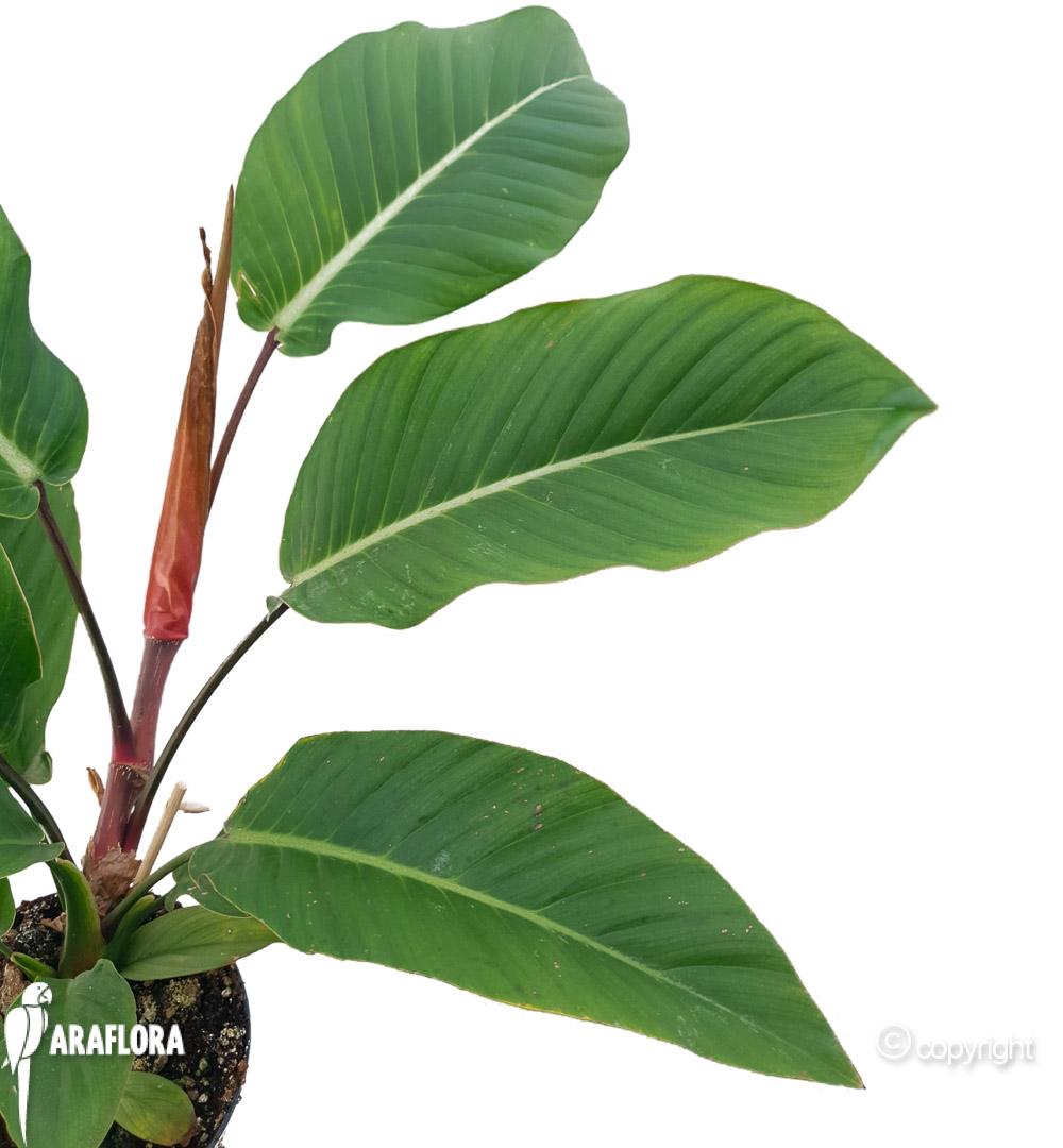 Philodendron geniculatum ‘Jet Streak’ 3