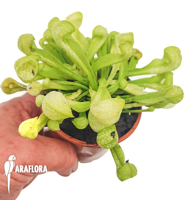 Sarracenia-psittacina-f-viridescens-3