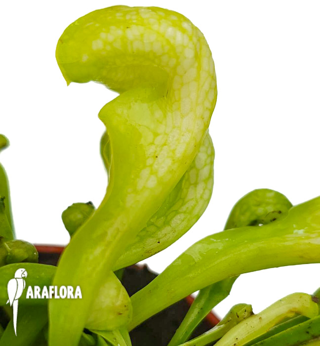 Sarracenia-psittacina-f-viridescens-4