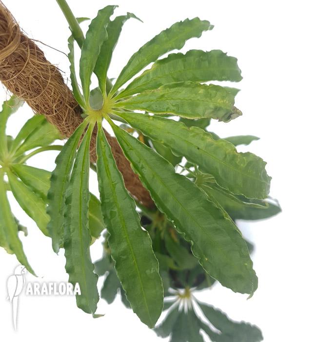 Anthurium polyschistum met stok3